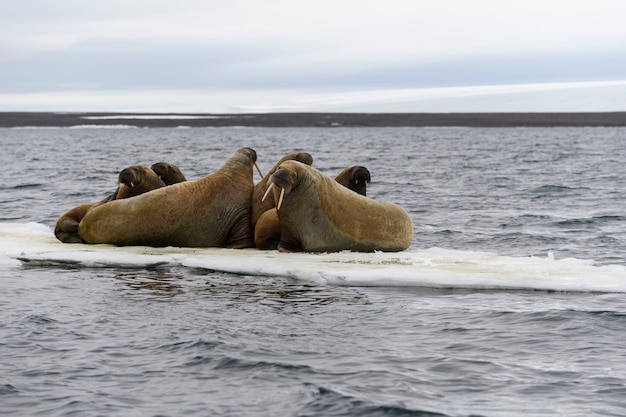 Gruppo di trichechi che riposano su un lastrone di ghiaccio nel mare artico.