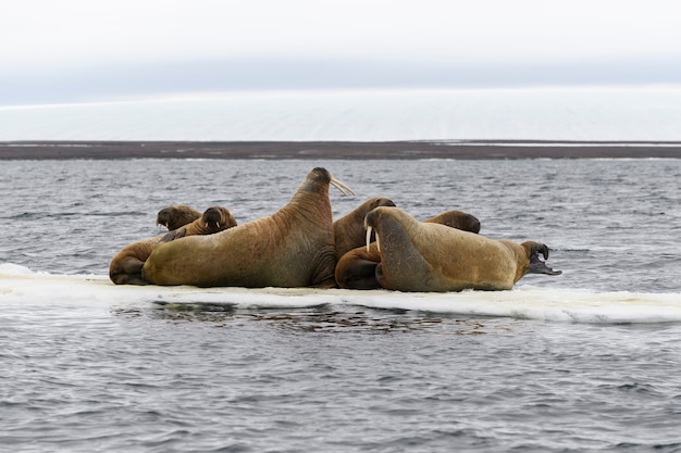 Gruppo di trichechi che riposano su un lastrone di ghiaccio nel mare artico.