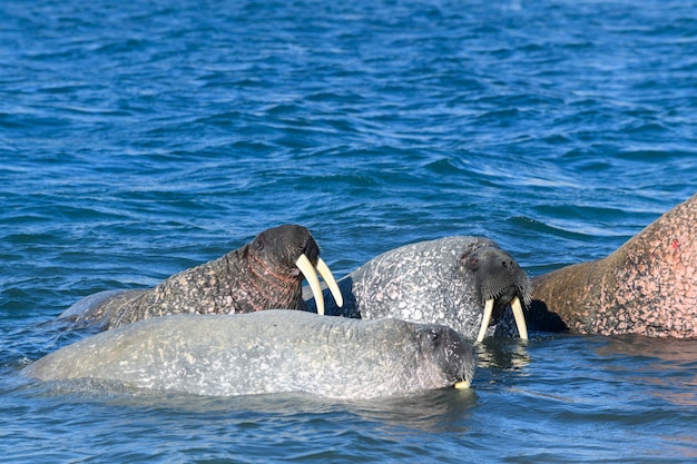 Gruppo di trichechi in acqua, primo piano. Mammifero marino artico.