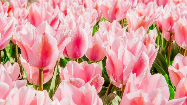 Gruppo di tulipani rosa. Paesaggio primaverile.