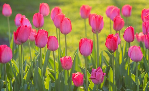 Gruppo di tulipani rossi nel parco