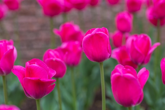 Gruppo di tulipani rossi nel parco