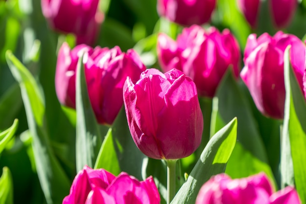 Gruppo di tulipani viola