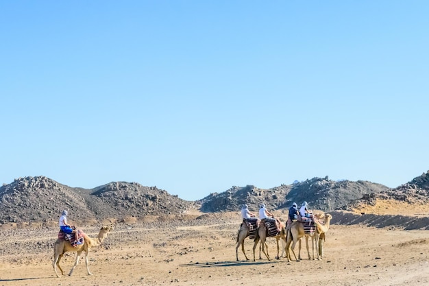 Gruppo di turisti a dorso di cammello nel deserto arabo non lontano dalla città di Hurghada in Egitto