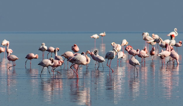 Gruppo di uccelli fenicotteri rosa nella laguna blu in una giornata di sole