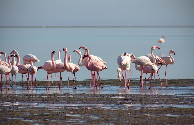 Gruppo di uccelli fenicotteri rosa nella laguna blu in una giornata di sole
