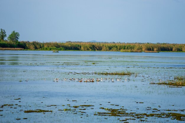 Gruppo di uccelli selvatici in mezzo al lago con campo verde e cielo blu.