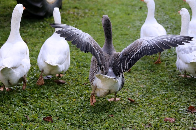 Gruppo di uccelli su un campo erboso