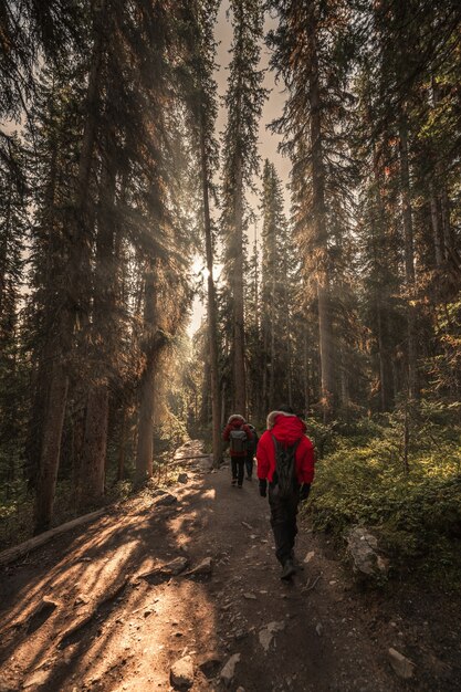 Gruppo di viaggiatori che fanno un'escursione nella foresta autunnale con la luce del sole che splende nel parco nazionale