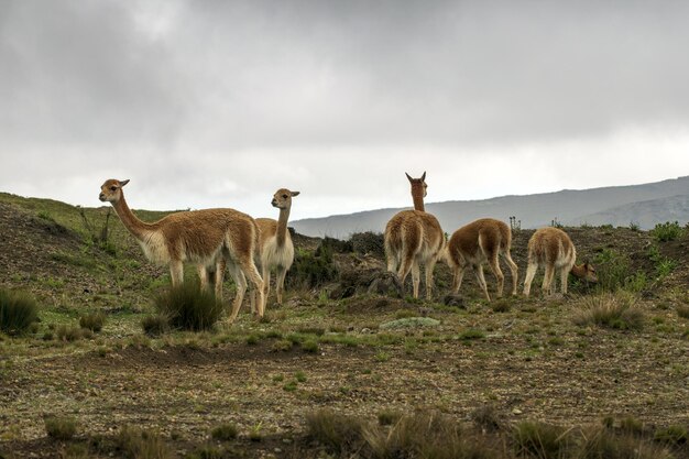 gruppo di vigogne che camminano nel paramo del vulcano chimborazo