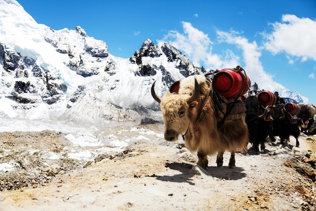 Gruppo di yak che trasportano merci