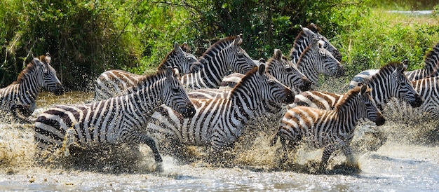 Gruppo di zebre che attraversano l'acqua. Kenya. Tanzania. Parco Nazionale. Serengeti. Maasai Mara.