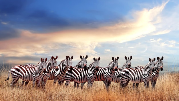 Gruppo di zebre nella savana africana contro il bellissimo tramonto con nuvole Parco nazionale del Serengeti Tanzania Africa