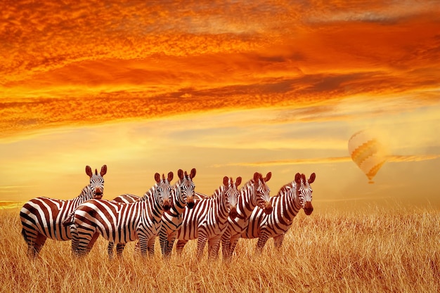 Gruppo di zebre nella savana africana contro il bellissimo tramonto e il Parco Nazionale del Serengeti in mongolfiera Tanzania Africa