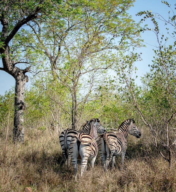 Gruppo di zebre