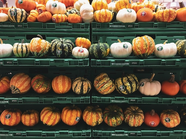 Gruppo di zucca ad alto angolo di visione