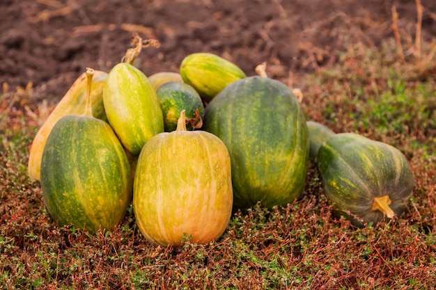 Gruppo di zucche in campo