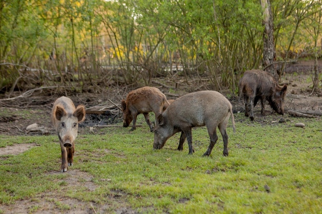 Gruppo familiare di maiali della verruca al pascolo mangiare erba cibo insieme