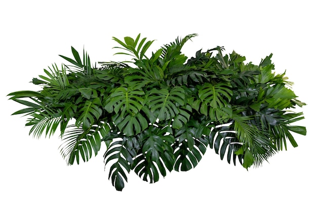 Gruppo Foglie verdi cespuglio di piante a fogliame tropicale di philodendron dracaena e composizione floreale di felci