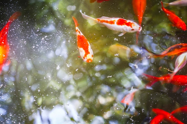 gruppo giapponese di carpe arancioni in acqua