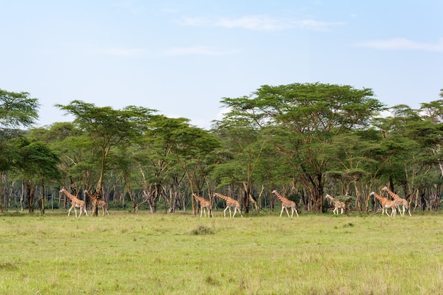 Gruppo molto grande di giraffe