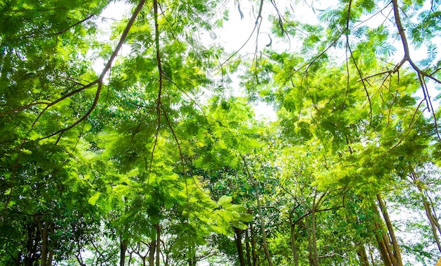 Gruppo vago di albero in parco, annata filtrata, fondo della natura