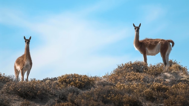 Guanaco in ambiente aridoPatagonia