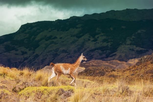 Guanaco (Lama Guanicoe) in Patagonia