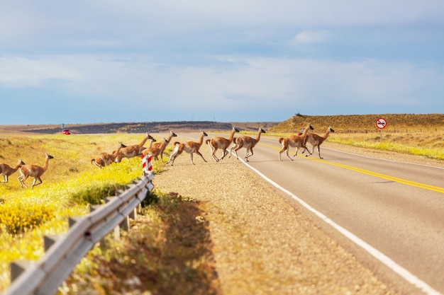 Guanaco (Lama Guanicoe) in Patagonia