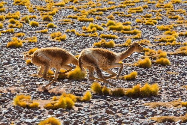 Guanaco (Lama Guanicoe) in Patagonia