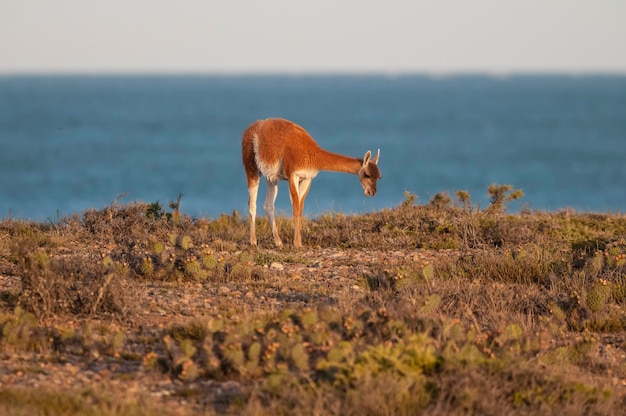 Guanaco Lama Guanicoe Luro Park riserva naturale La Pampa Provincia La Pampa Argentina