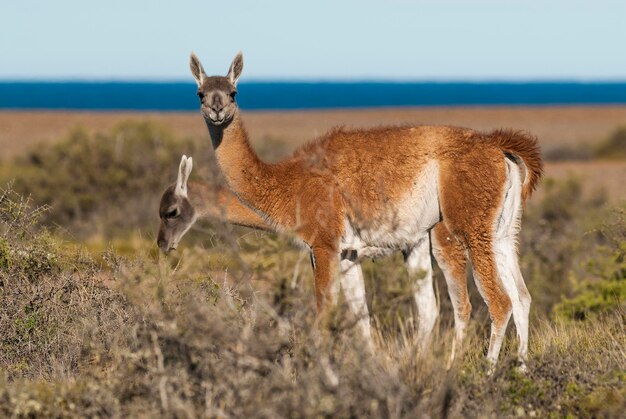 Guanaco nella Penisola Valdes, Patagonia, Argentina.