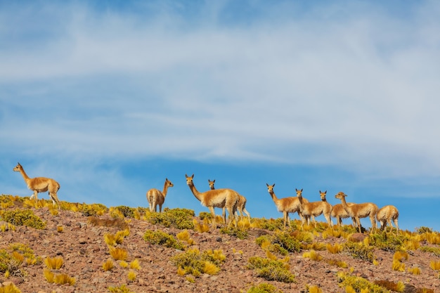 Guanaco selvatico (Lama Guanicoe) nella prateria della Patagonia, Cile, Sud America