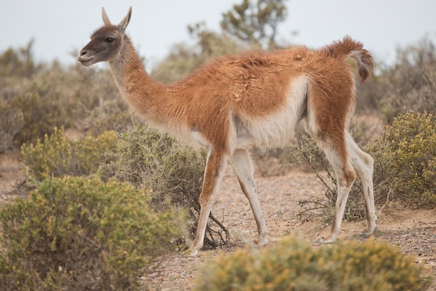 Guanaco sgranocchiando