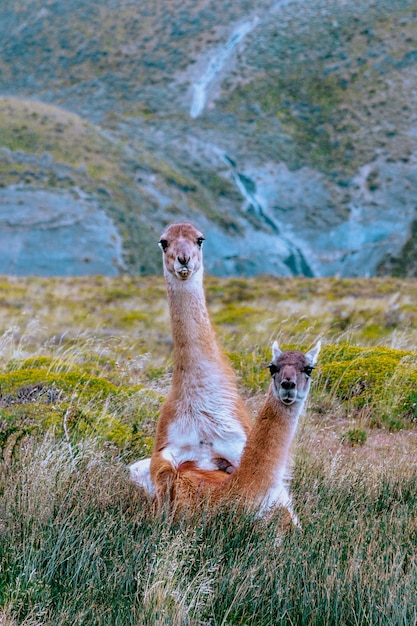 Guanaco sulla terraferma