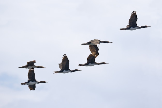 GUANAY CORMORANt