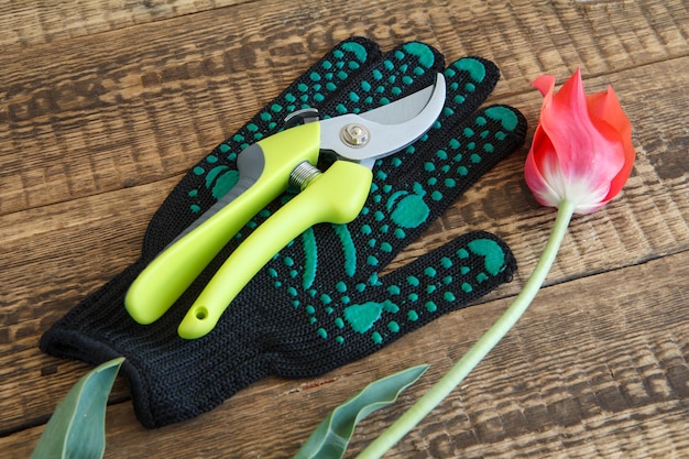 Guanto da giardino, potatore e tulipano tagliato su tavola di legno. Attrezzi e attrezzature da giardino