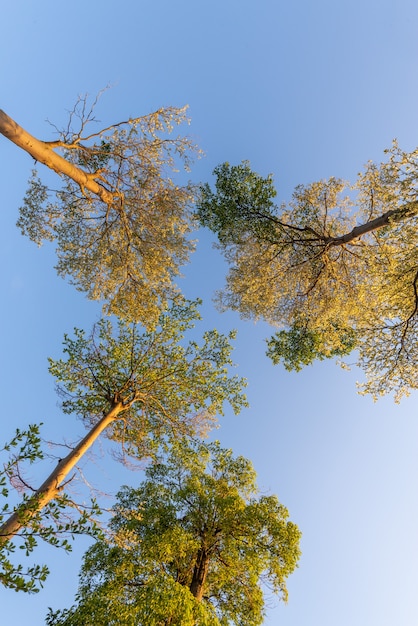 Guarda gli alberi sotto il cielo blu