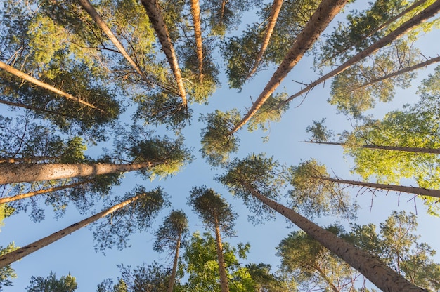 Guarda i tronchi dei pini e il cielo.