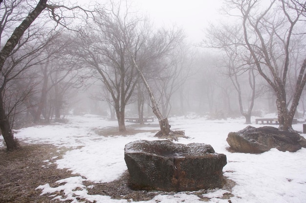 Guarda il paesaggio e la neve che cade in giardino sul vulcano Hanla Mountain o sul Monte Halla nel Parco Nazionale di Hallasan per i coreani e i viaggiatori stranieri visitano l'isola di Jeju a Jeju do Corea del Sud