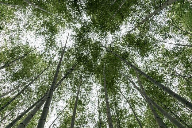 Guarda l'alto bambù nella foresta di bambù