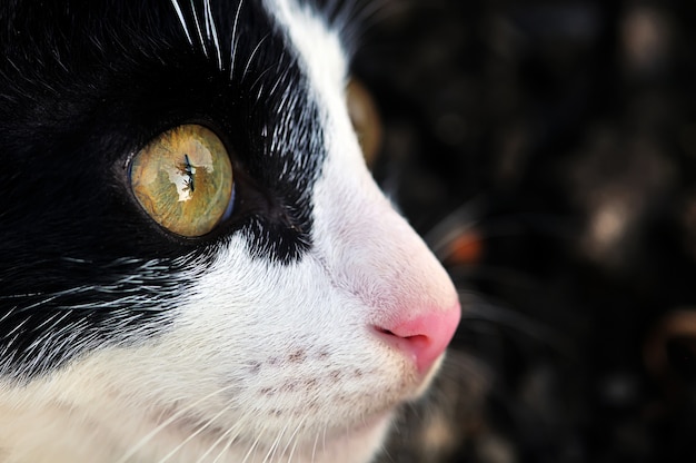 Guarda, occhio di gatto