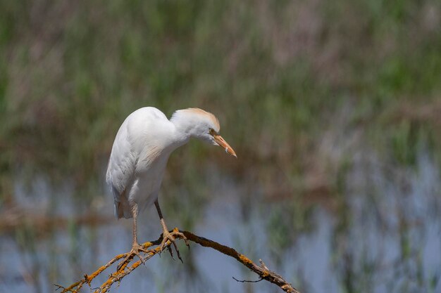 Guardabuoi (Bubulcus ibis) Malaga, Spagna