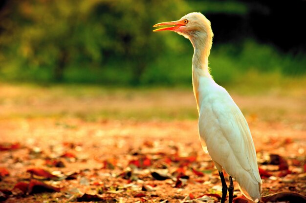 Guardabuoi in giardino nel suo habitat naturale