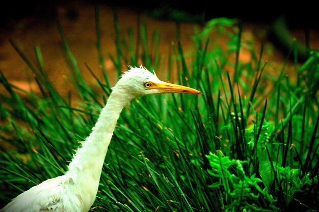 Guardabuoi in giardino nel suo habitat naturale