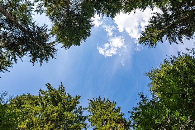 Guardando attraverso le cime degli alberi. Bella cornice naturale di alberi contro un cielo blu brillante con nuvole. Copia spazio