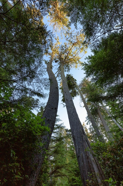 Guardando gli alberi lungo un sentiero all'alba nella natura canadese