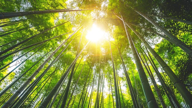 Guardando gli alti alberi di bambù in una foresta il sole splende attraverso gli alberi il bambù è verde e lussureggiante la foresta è densa e ombrosa