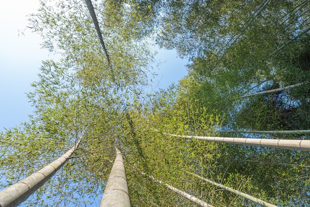 Guardando il bambù verde sotto il cielo blu