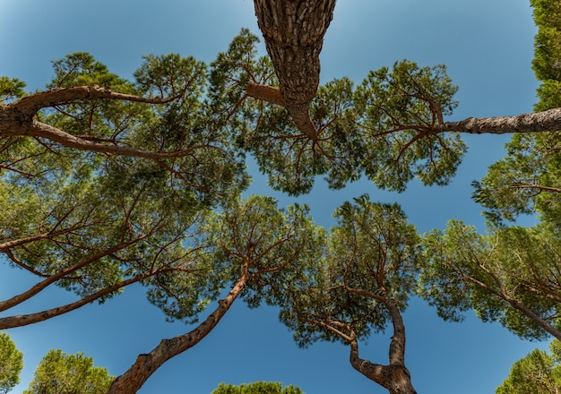 guardando il cielo attraverso le cime degli alberi di pino